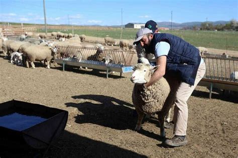 G­ü­m­ü­ş­h­a­n­e­’­d­e­ ­F­r­a­n­s­a­­d­a­n­ ­g­e­l­e­n­ ­k­o­y­u­n­l­a­r­ ­t­a­l­e­p­ ­g­ö­r­ü­y­o­r­